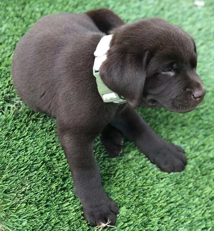 pedigree-potty-training-pad