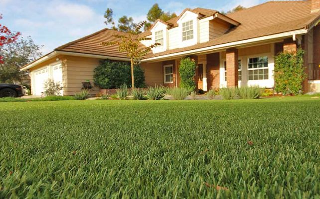 turf-landscape