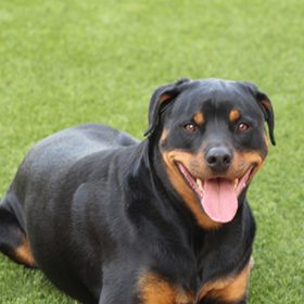 pet-turf