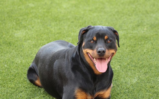 pet-turf