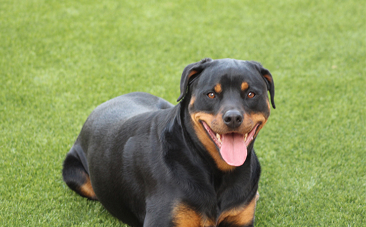 pet-turf