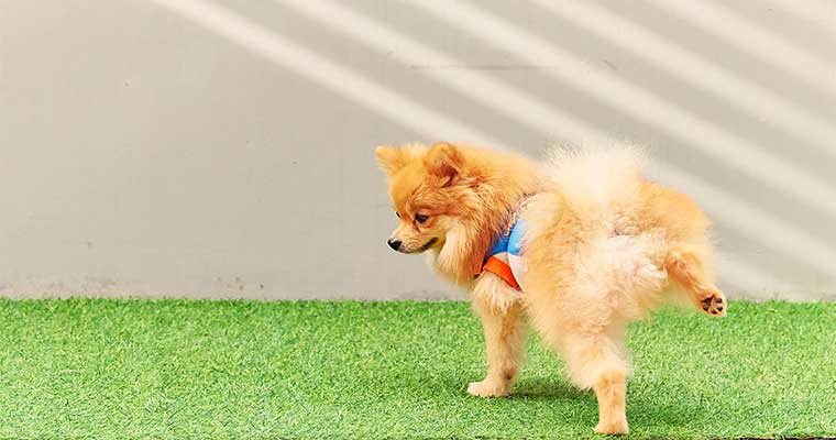 Buy Artificial Grass | National Synthetic Turf Supplier