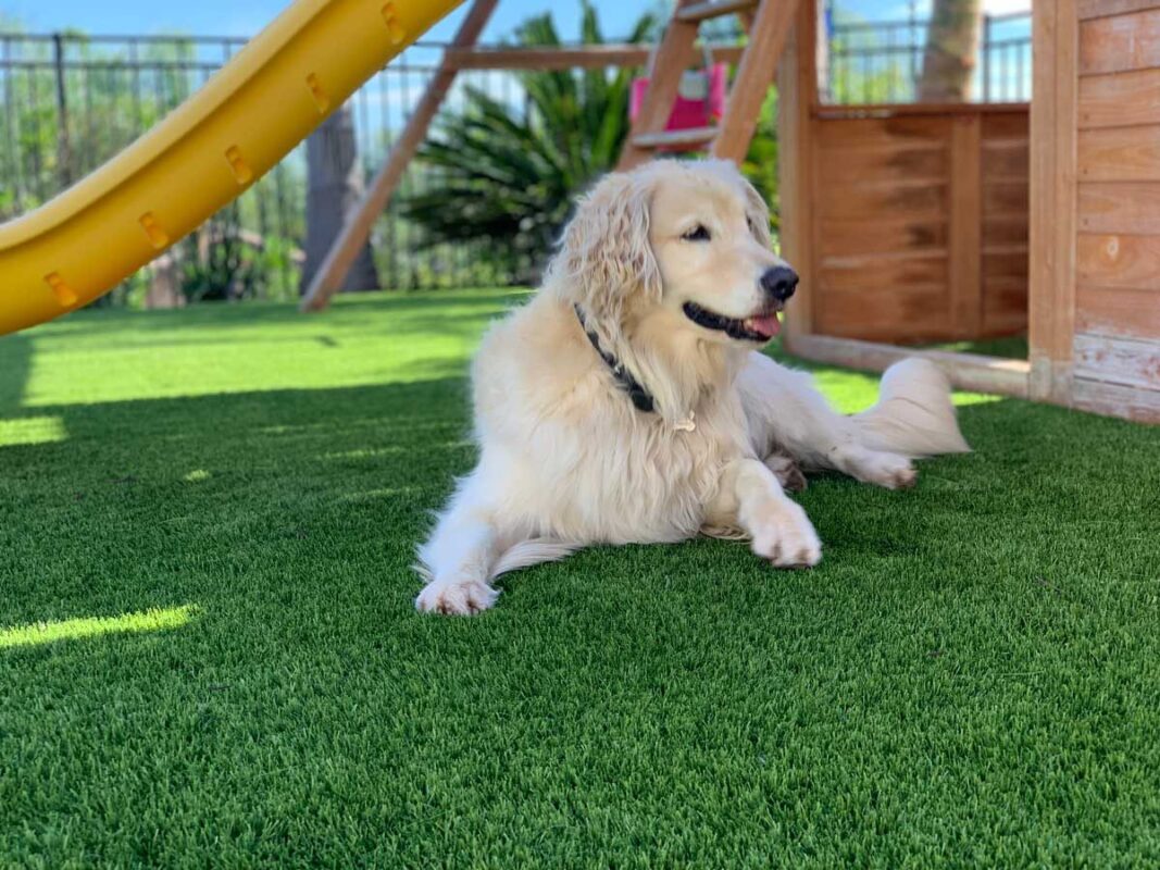Buy Artificial Grass | National Synthetic Turf Supplier