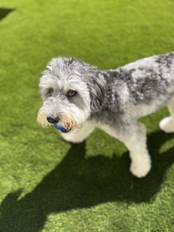Buy Artificial Grass | National Synthetic Turf Supplier